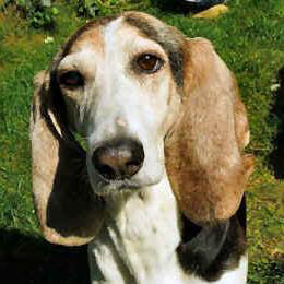 basset herplaatste hond