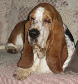 st basset herplaatsen