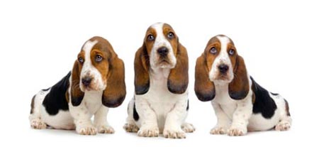 Basset pups