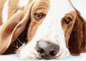 Karakter Basset Hound