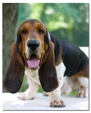 Basset Hound fokkers