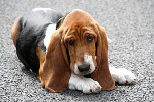 Basset Hound verzekering