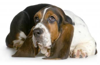 Engelse Basset Hound