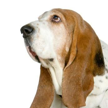 Basset Hound portret