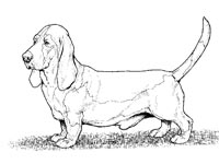 Basset Hound kleurplaat