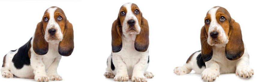 Engelse Basset Hounds