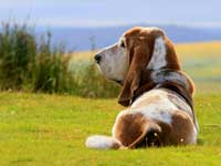 Basset Hound wallpaper 28