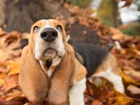 Basset Hound wallpaper 30