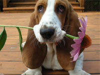 Basset Hound wallpaper 1