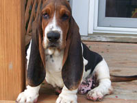 Basset Hound wallpaper 10