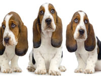 Basset Hound wallpaper 11