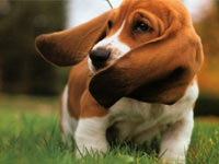 Basset Hound wallpaper 12