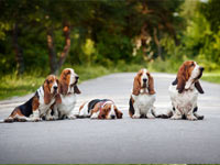 Basset Hound wallpaper 13