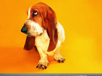 Basset Hound wallpaper 14