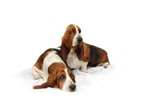 Basset Hound wallpaper 16