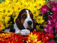 Basset Hound wallpaper 17