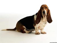 Basset Hound wallpaper 18