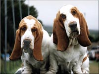 Basset Hound wallpaper 19