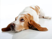 Basset Hound wallpaper 2