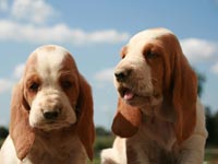 Basset Hound wallpaper 21