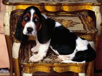 Basset Hound wallpaper 22