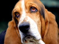 Basset Hound wallpaper 23