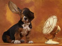 Basset Hound wallpaper 24