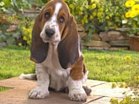 Basset Hound wallpaper 25