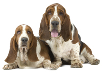 Basset Hound wallpaper 26