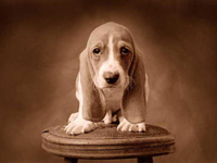 Basset Hound wallpaper 27