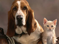 Basset Hound wallpaper 3