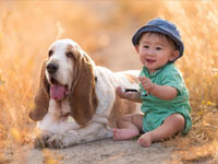 Basset Hound wallpaper 4