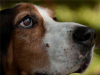 Basset Hound wallpaper 5