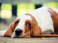 Basset Hound wallpaper 6