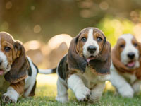 Basset Hound wallpaper 7