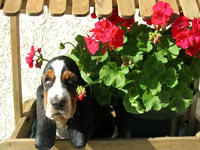 Basset Hound wallpaper 8