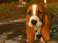 Basset Hound wallpaper 9