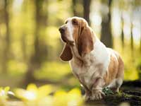 Basset Hound wallpaper 29